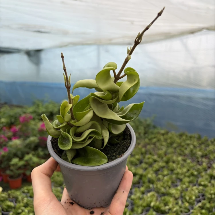 Hoya Carnosa Compacta Hoja P11
