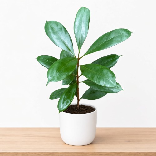 Ficus cyathistipula Fikus P12