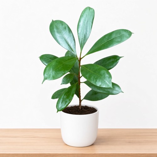 Ficus cyathistipula Fikus P12