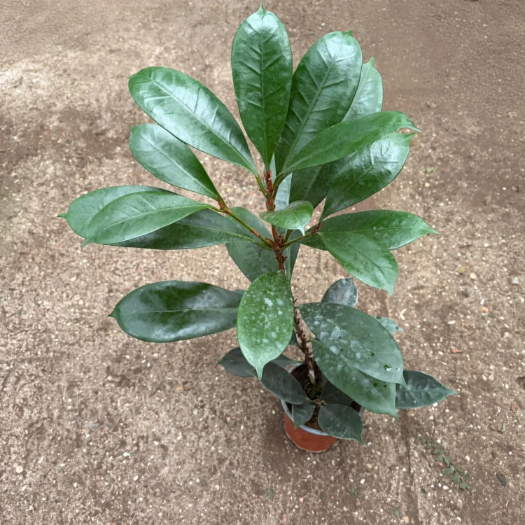 Ficus cyathistipula Fikus P12