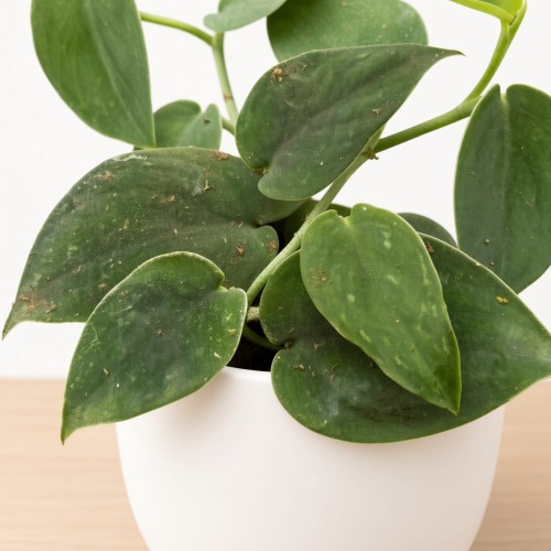 Scindapsus Black P9