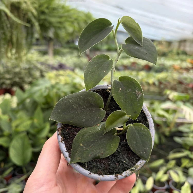 Scindapsus Black P9