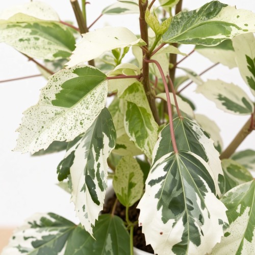 Hibiscus Variegata Hibiskus P12