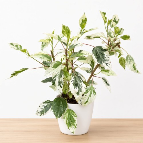 Hibiscus Variegata Hibiskus P12