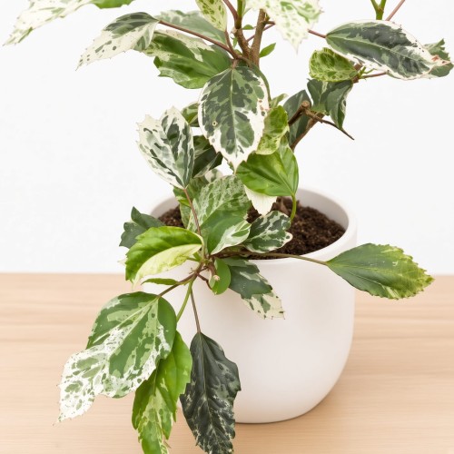 Hibiscus Variegata Hibiskus P9