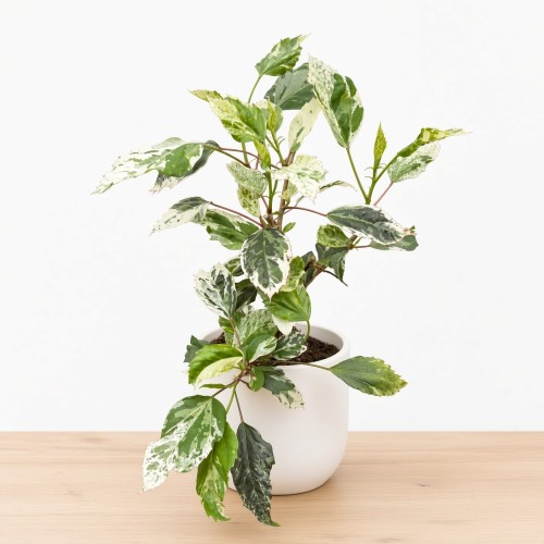 Hibiscus Variegata Hibiskus P9