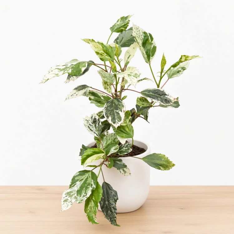 Hibiscus Variegata Hibiskus P9