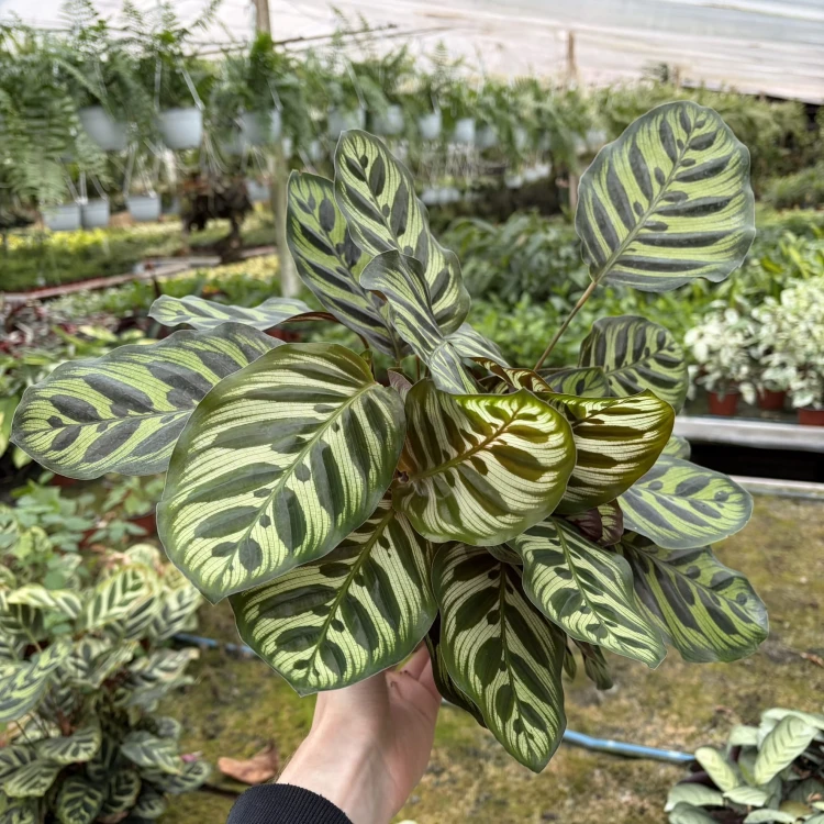 Calathea Makoyana Kalatea Makoya P12
