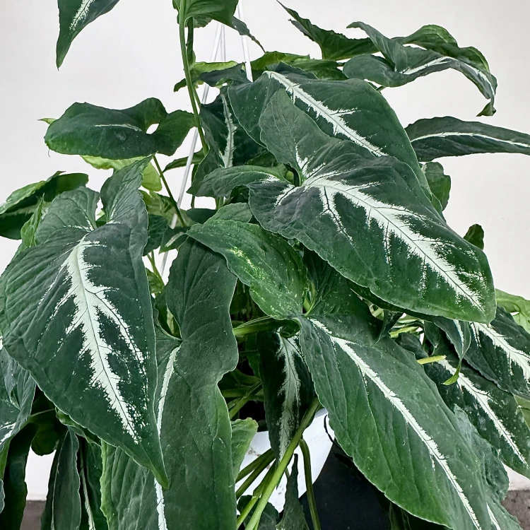 Syngonium Wendlandii Green Velvet Zroślicha P19 wisząca #3