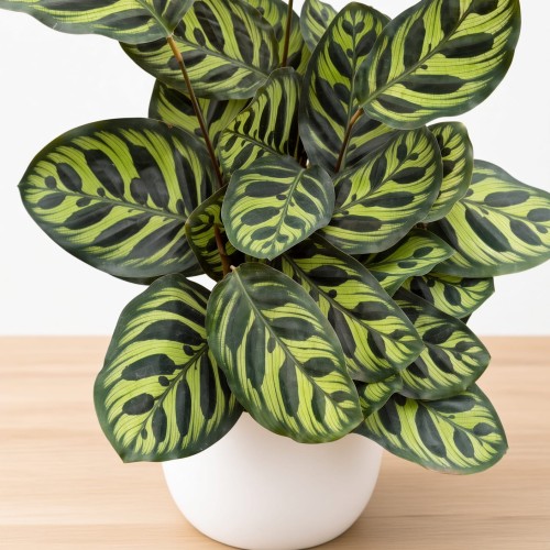 Calathea Makoyana Kalatea Makoya P12