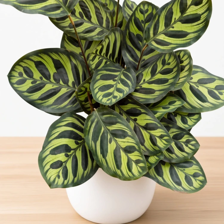 Calathea Makoyana Kalatea Makoya P12