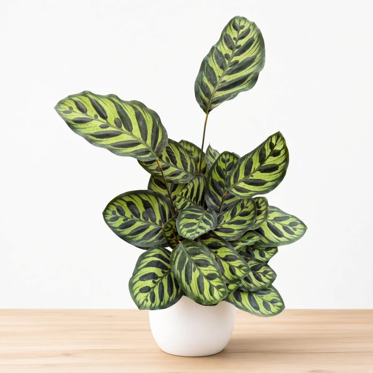 Calathea Makoyana Kalatea Makoya P12
