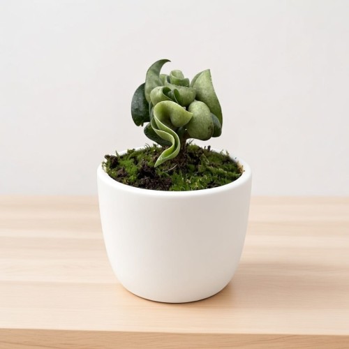 Hoya Carnosa Compacta Hoja P9 #1