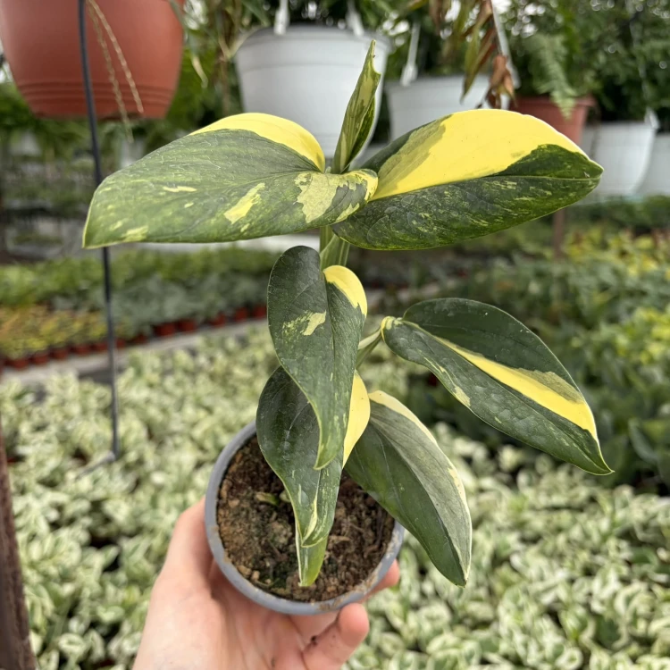 Monstera Standleyana Yellow Variegata P9