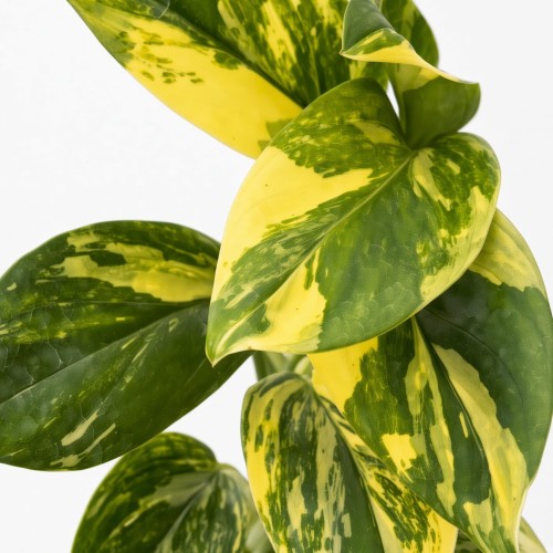 Monstera Standleyana Yellow Variegata P9