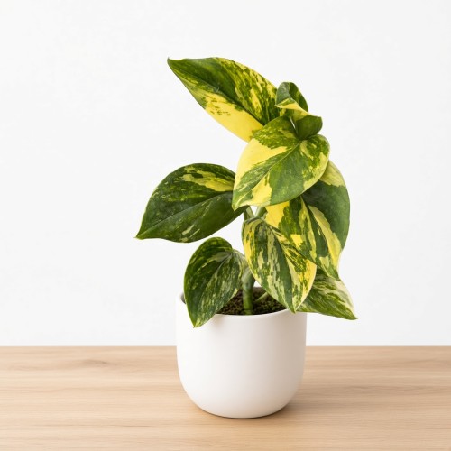 Monstera Standleyana Yellow Variegata P9