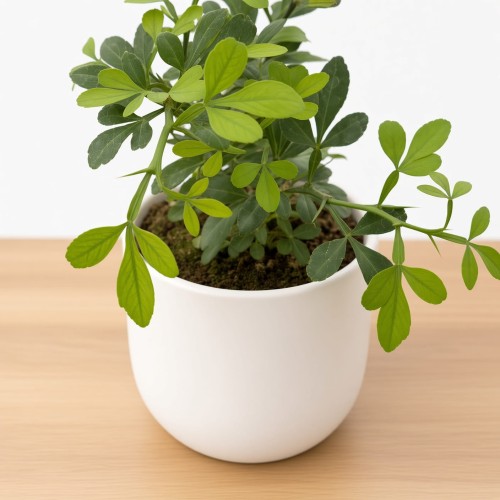 Pomarańcza trójlistkowa Poncirus trifoliata Poncyria