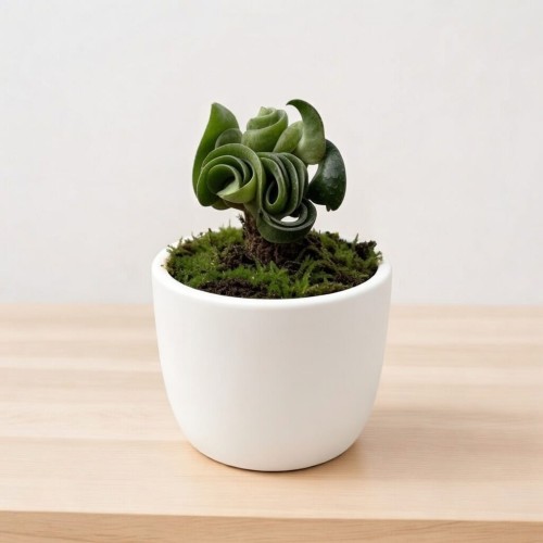 Hoya Carnosa Compacta Hoja P9 #2