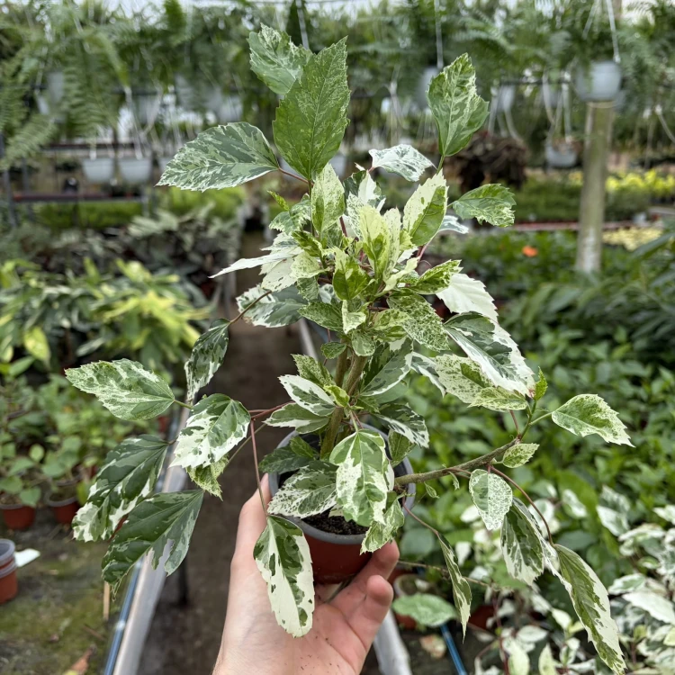 Hibiscus Variegata Hibiskus P12