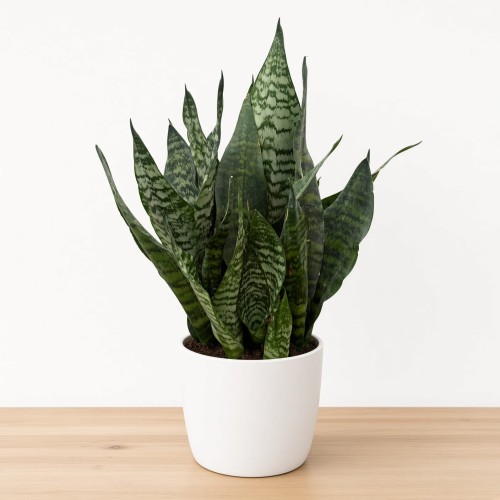 Sansevieria zeylanica Sansewieria P14