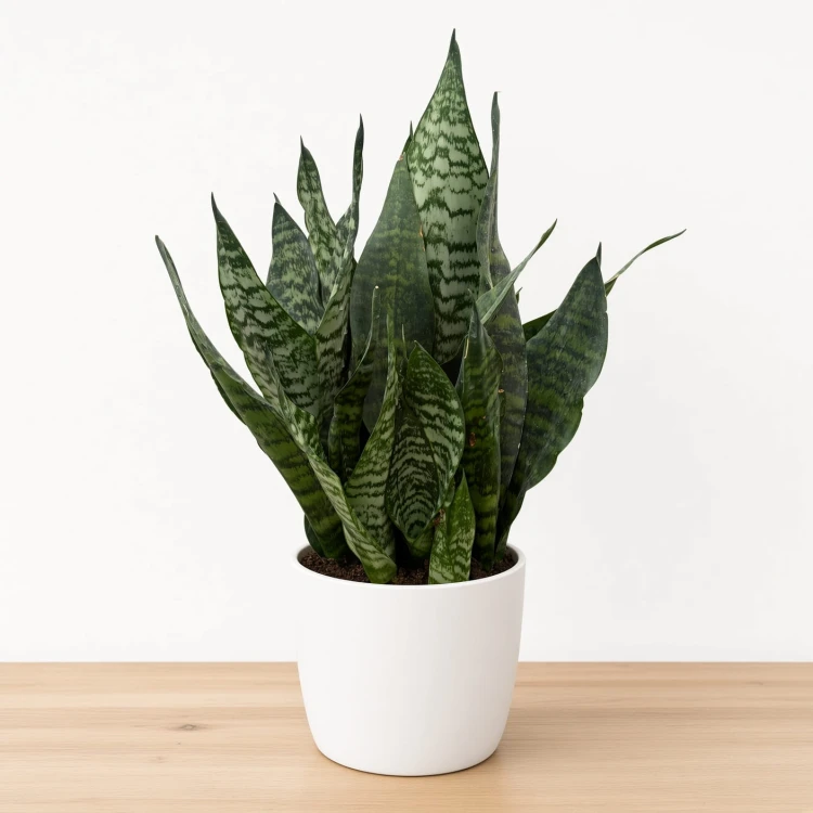 Sansevieria zeylanica Sansewieria P14