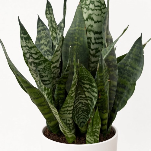 Sansevieria zeylanica Sansewieria P14