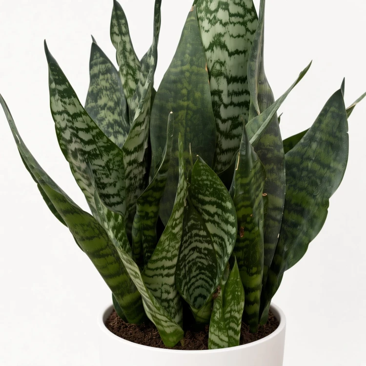 Sansevieria zeylanica Sansewieria P14