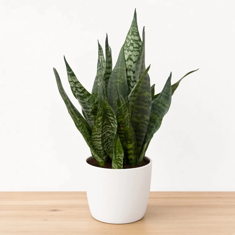 Sansevieria zeylanica Sansewieria P14