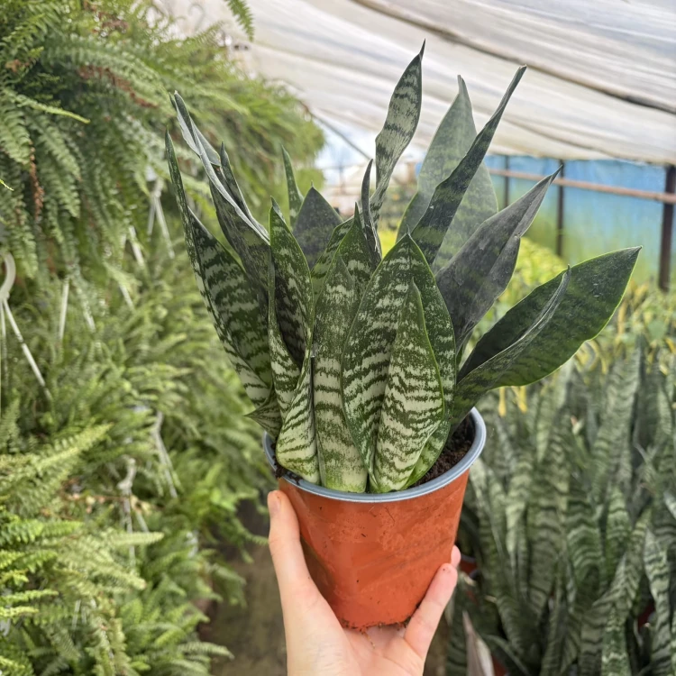 Sansevieria zeylanica Sansewieria P14