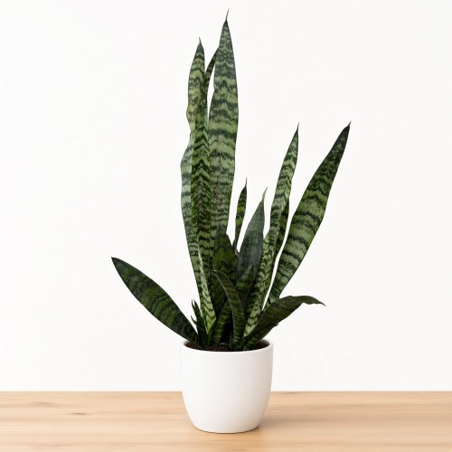 Sansewieria gwinejska Black Coral Sansevieria trifasciata P14