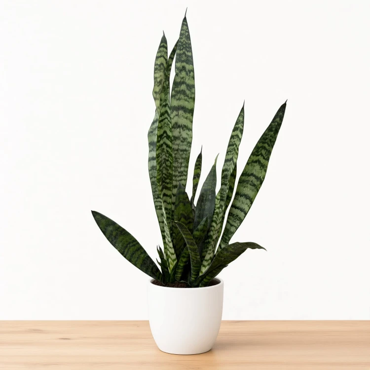 Sansewieria gwinejska Black Coral Sansevieria trifasciata P14