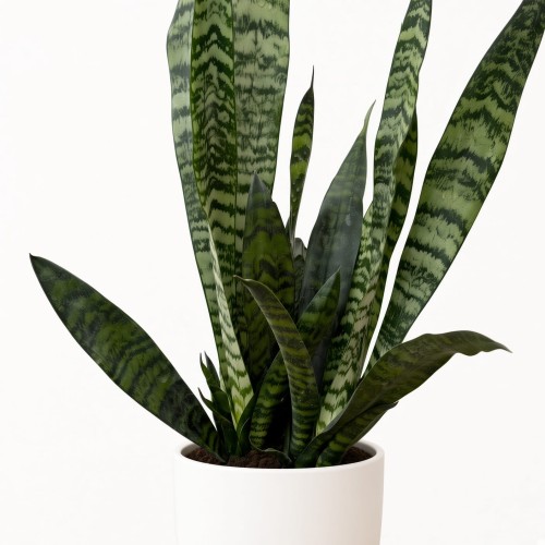 Sansewieria gwinejska Black Coral Sansevieria trifasciata P14