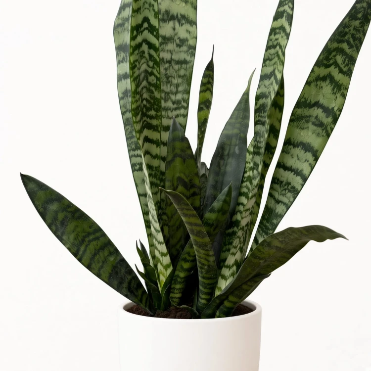 Sansewieria gwinejska Black Coral Sansevieria trifasciata P14