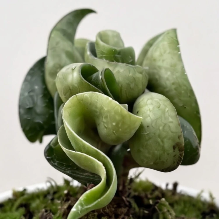 Hoya Carnosa Compacta Hoja P9 #3