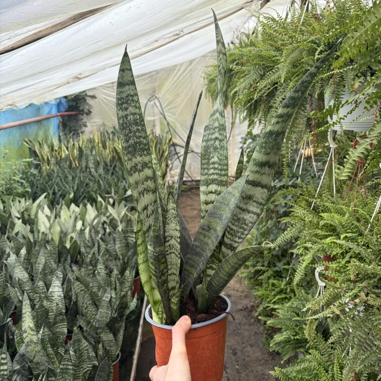 Sansewieria gwinejska Black Coral Sansevieria trifasciata P14