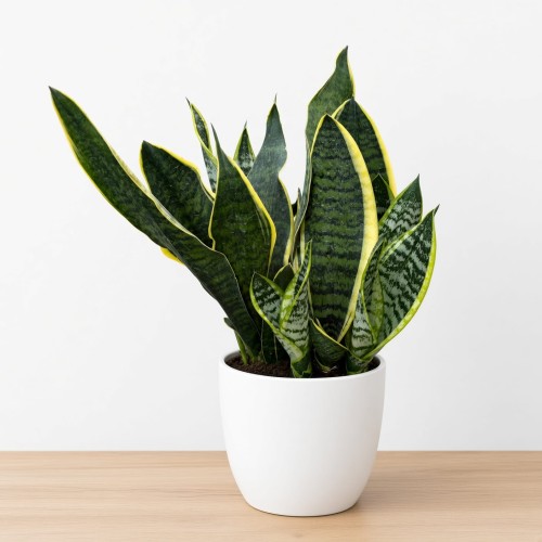 Sansevieria Futura Superba Sansewieria P14