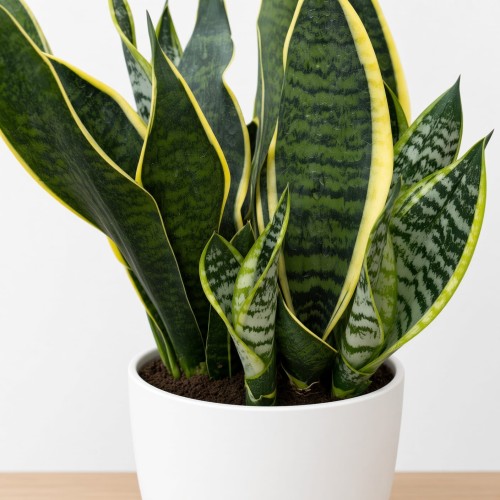 Sansevieria Futura Superba Sansewieria P14