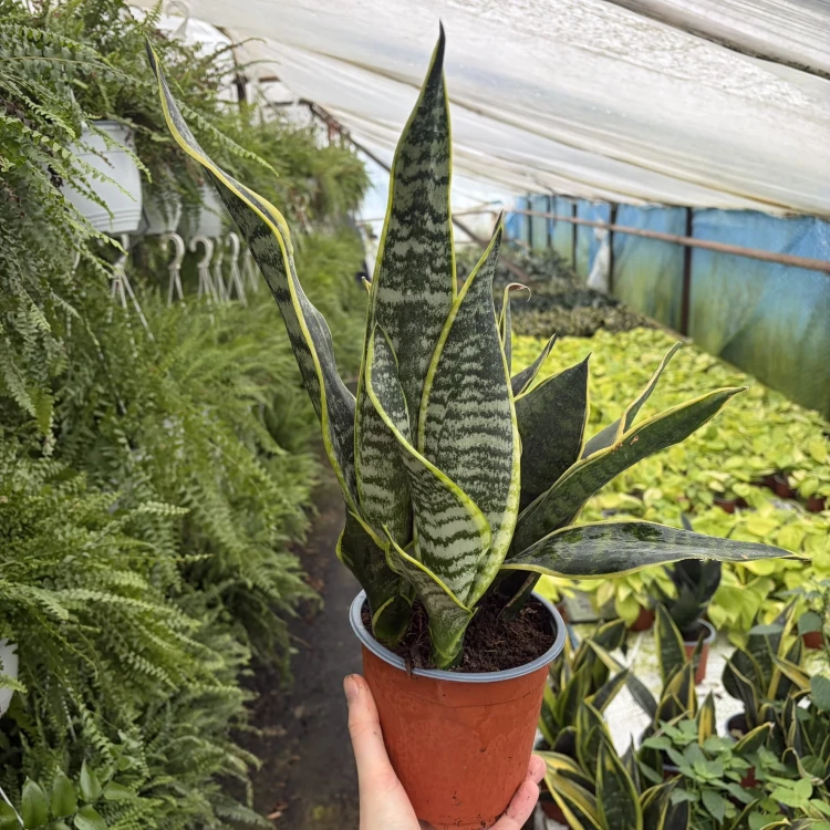 Sansevieria Futura Superba Sansewieria P14