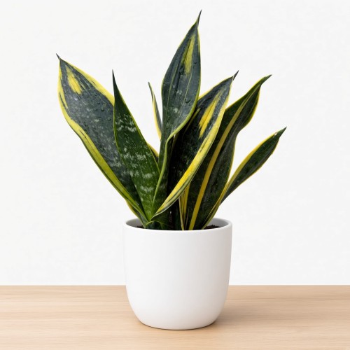 Sansevieria trifasciata Golden Flame Sansewieria P14
