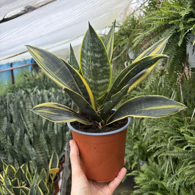 Sansevieria trifasciata Golden Flame Sansewieria P14