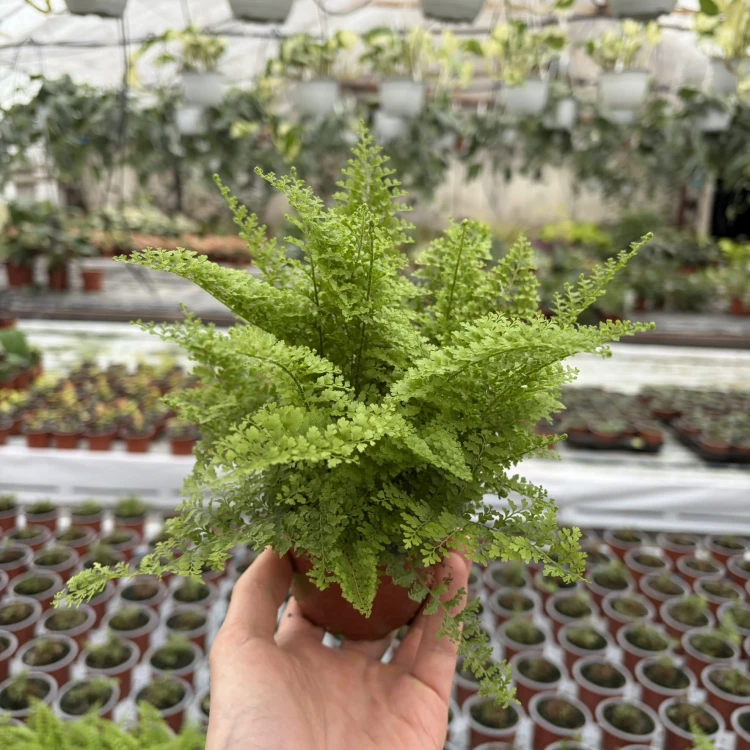 Paproć Cotton Candy Nephrolepis exaltata P9