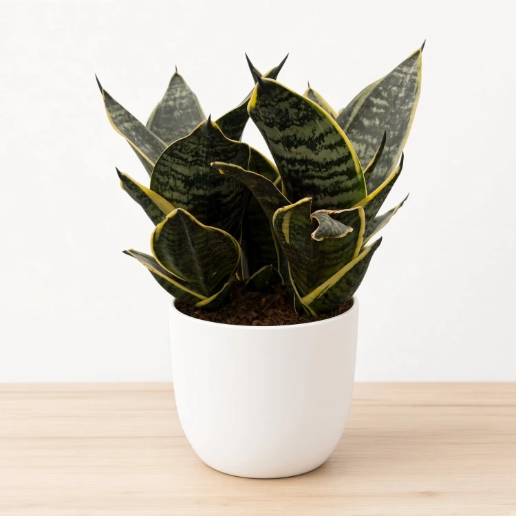 Sansewieria gwinejska Golden Hahnii Sansevieria trifasciata P14