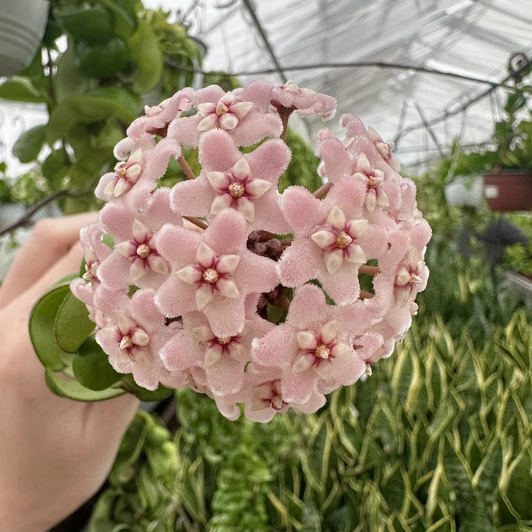 Hoya Carnosa Compacta Hoja P9 #5