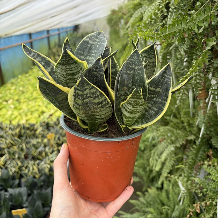 Sansewieria gwinejska Golden Hahnii Sansevieria trifasciata P14