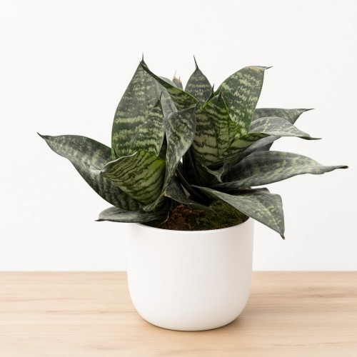 Sansewieria gwinejska Green Hahnii  Sansevieria trifasciata P14