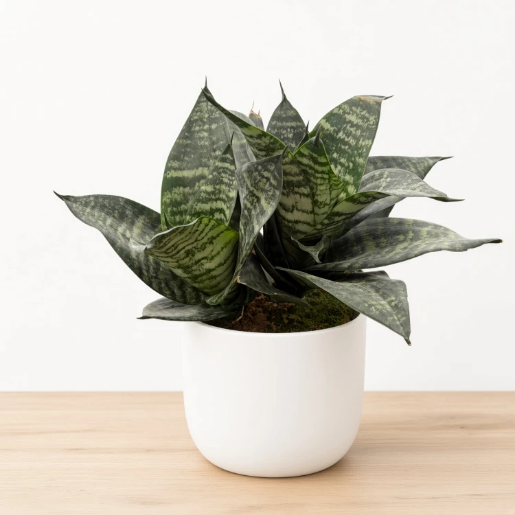 Sansewieria gwinejska Green Hahnii  Sansevieria trifasciata P14