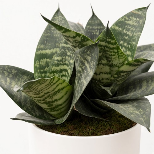 Sansewieria gwinejska Green Hahnii  Sansevieria trifasciata P14