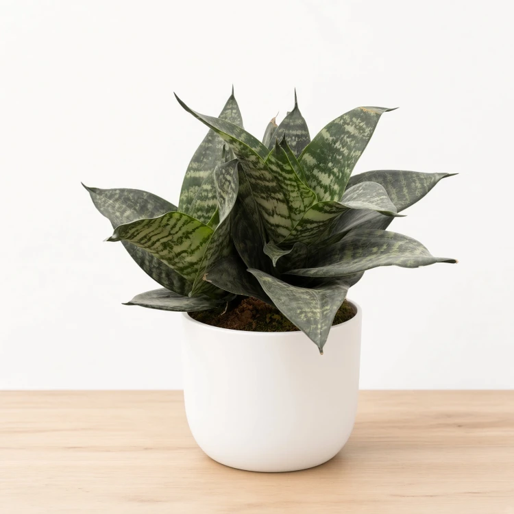 Sansewieria gwinejska Green Hahnii  Sansevieria trifasciata P14