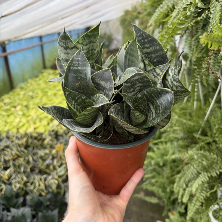 Sansewieria gwinejska Green Hahnii  Sansevieria trifasciata P14
