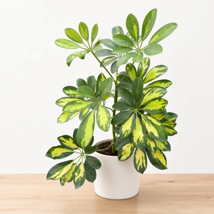 Schefflera arboricola Dalton Szeflera P12